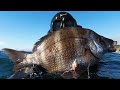 Pesca submarina  saimas parte 1  spearfishing  zebra bream part 1