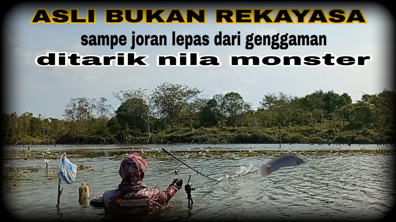 TARIKANNYA EDAN SAMPE BRUTAL!!campuran lumut paling jitu untuk mancing ikan nila babon