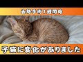 去勢手術から１週間経った子猫の変化