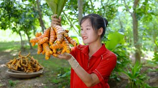 Harvesting TURMERIC - 2 Year Alone in Forest