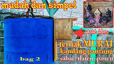 Ternak MURAI BATU Media Kandang Gantung SABAR, TLATEN, PANEN