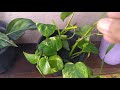 Episódio 418-Como fazer mudas da planta pendente  Jibóia( Epipremnum pennatum Araceoe)
