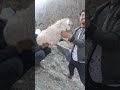 Goat Lip Kissing Goat Lip Kissing