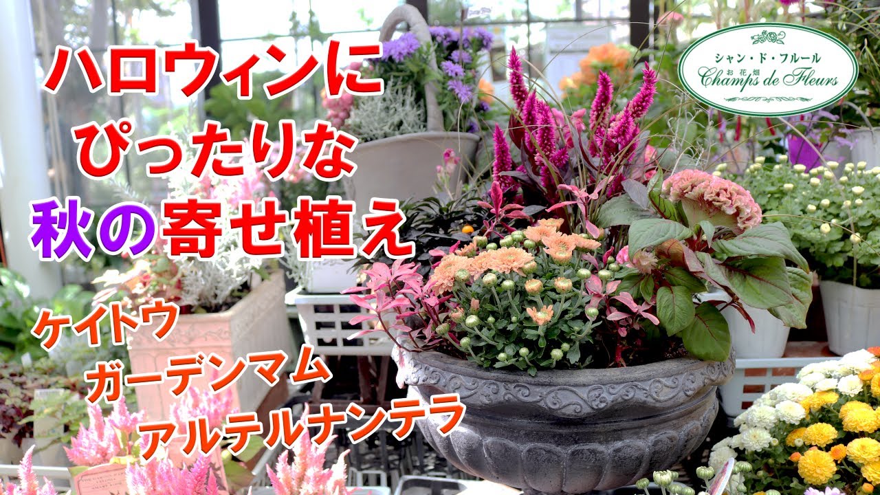 Planting Series] Autumn plantings perfect for Halloween
