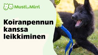 Koiranpennun kanssa leikkiminen