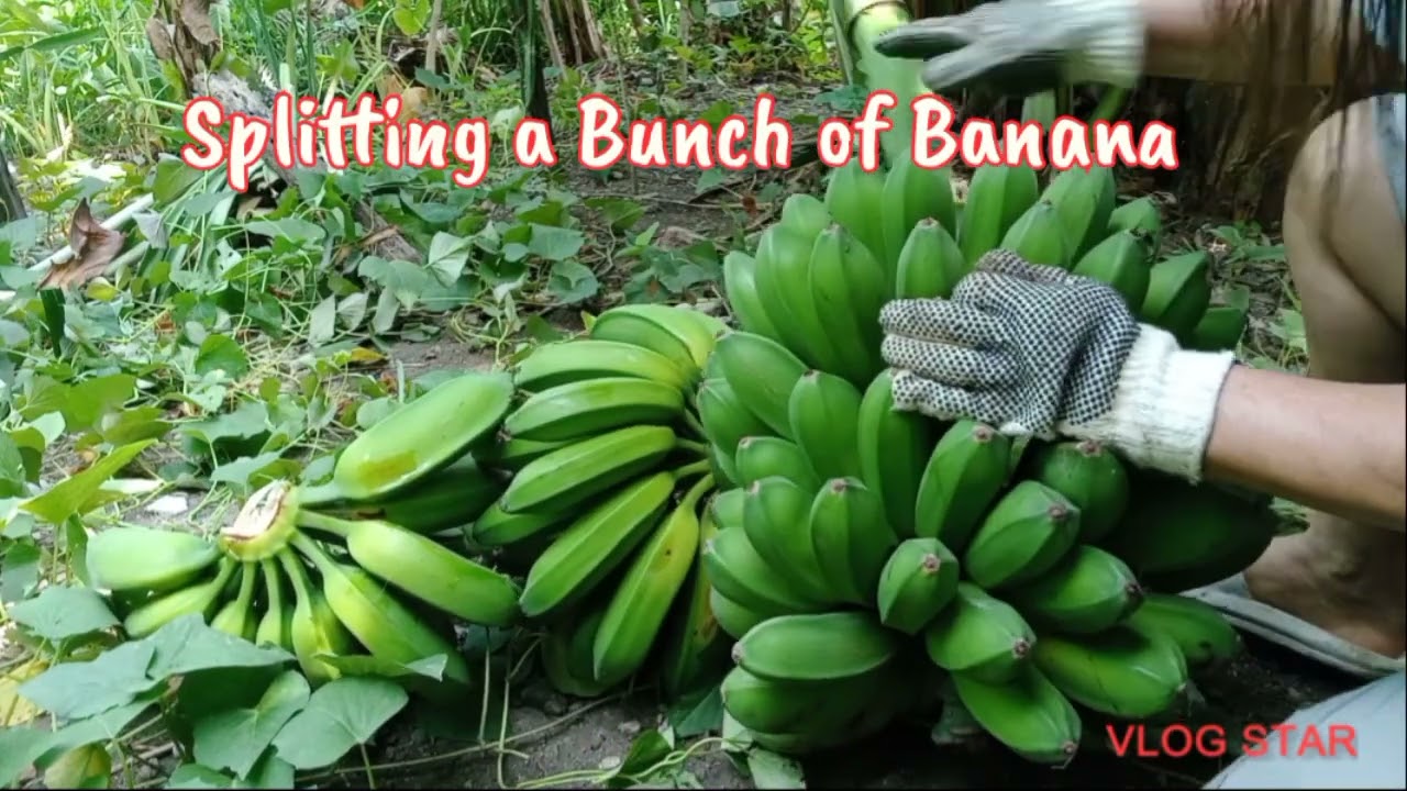 How to Split a bunches of Banana/Lory's Garden Channel
