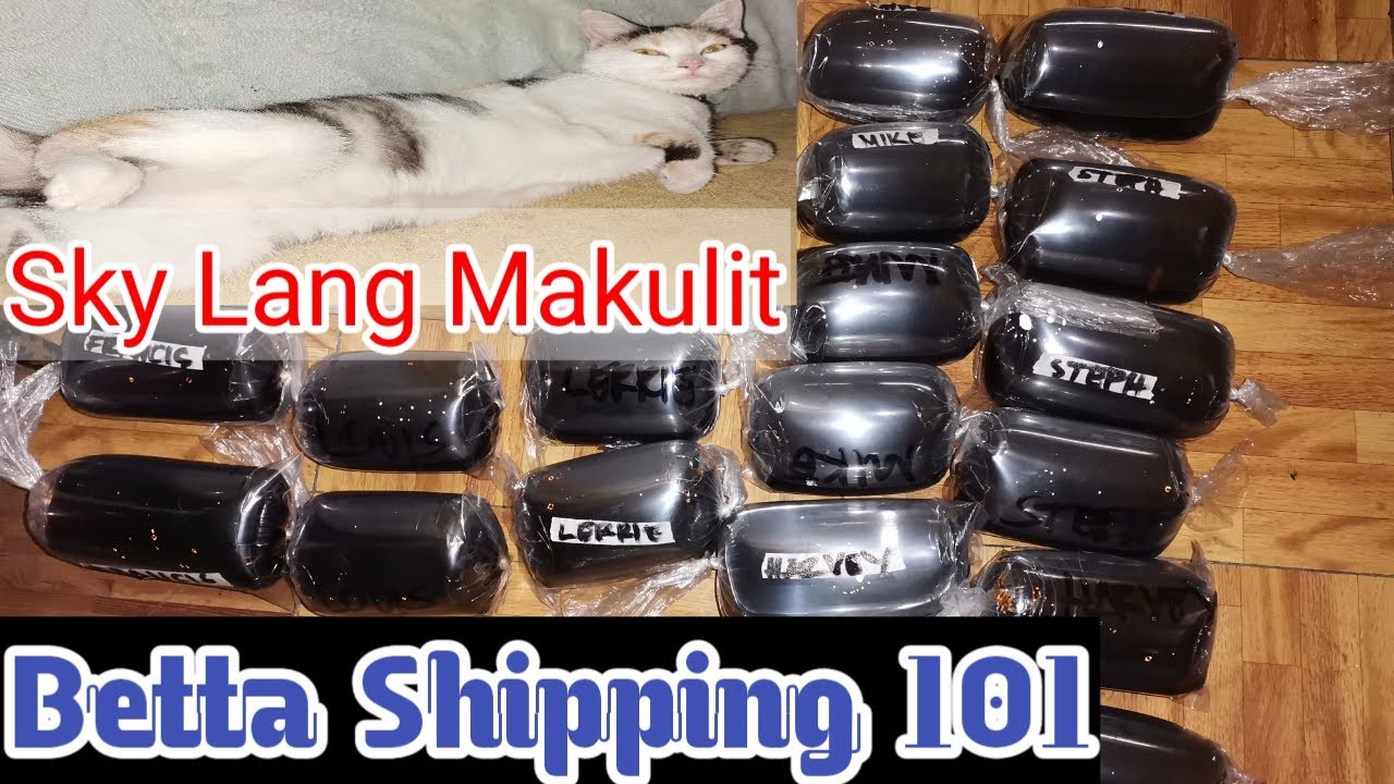 (BettaVlog:018) Betta Shipping 101 - Betta Shipping Preparation