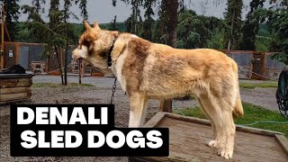 Day 15 Denali Sled Dogs | Denali National Park