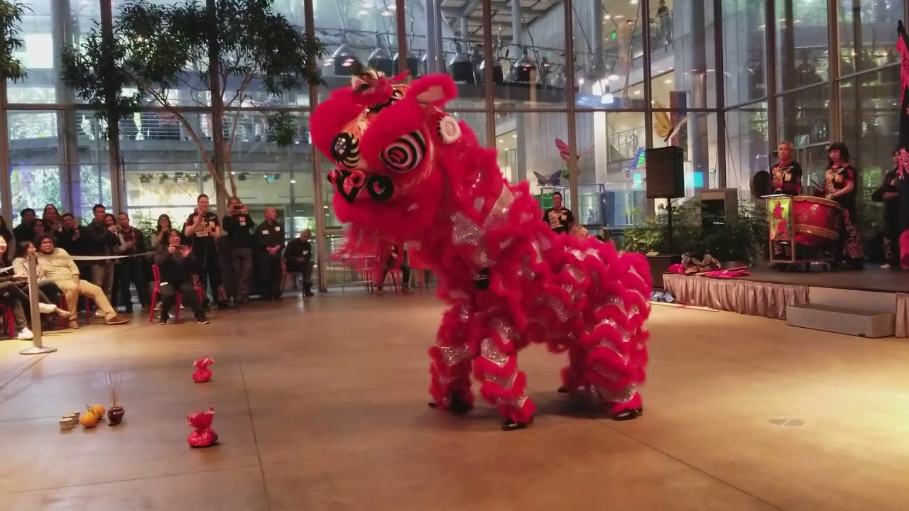 Birth of a Lion - Jing Mo Athletic Association