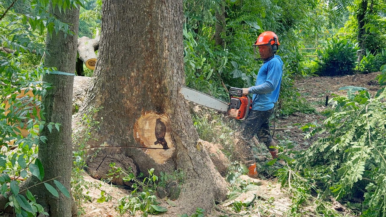 Take Down 2 Trembesi! Cliff Challenge, Snail and Wall Demolition!