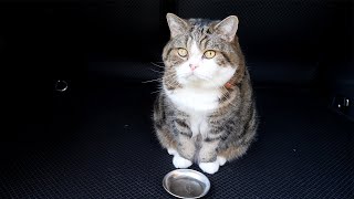 車でアウトドアを楽しむねこ。Maru enjoys the outdoors with the car.