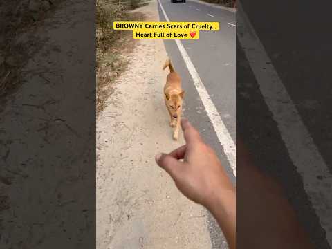 BROWNY Carries Scars of Human Cruelty 💔 #shorts #ytshorts #funnydogs #instagram #animalscasa