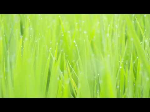 Morning Dew - Gon Ohtsuji
