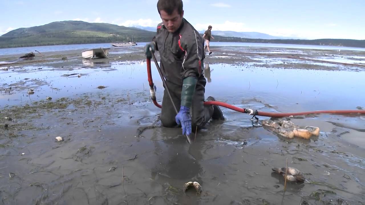 ⁣Farm raised Geoduck clams beach harvesting during low tide from Discovery Bay, Washington