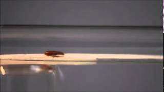 Movie File 5 Close up Naive male v1 0 20160321 23 @RoyalSocietyJournals