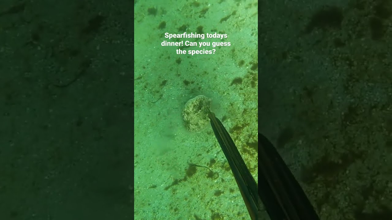Spearfishing a WEIRD fish! 