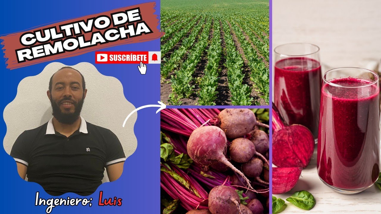 CULTIVO DE REMOLACHA / IMPORTANCIA DE UN BUEN MANEJO AGRONÓMICO