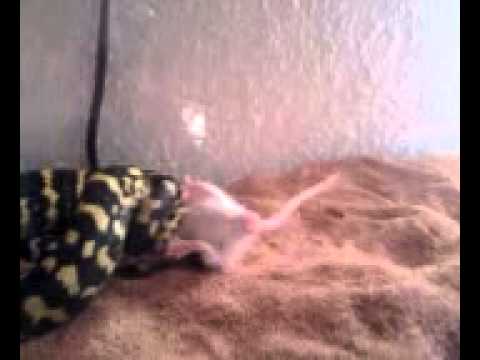 Jungle carpet python eats mouse