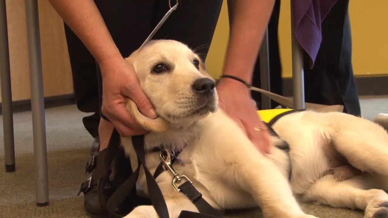 Guide Dog Training Program
