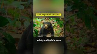 इतना छोटा भालू… फिर भी जंगल का सबसे खतरनाक खिलाड़ी! #shorts