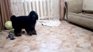 Игра пуделя дома. Воспитание собаки. Игра пуделя дома. Воспитание собаки.