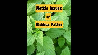 Nettle leaves facts | herbal leaf |  Bichhua pattee | shorts