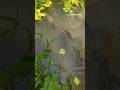 Unique hook fishing bait amazing technique #fish #fishing #hookfishing #shorts