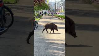 Wild Boar Casually Roams Urban Area
