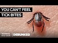 Exterminator And Pest Expert Debunk 15 Pest Myths | Debunked