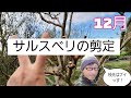 サルスベリの剪定【12月】初心者OK簡単剪定　冬剪定　百日紅
