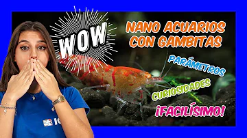 ¿Cómo distinguir las gambas Neocaridina de las Caridina?