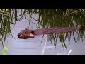 Fish Creek Minute-Beaver