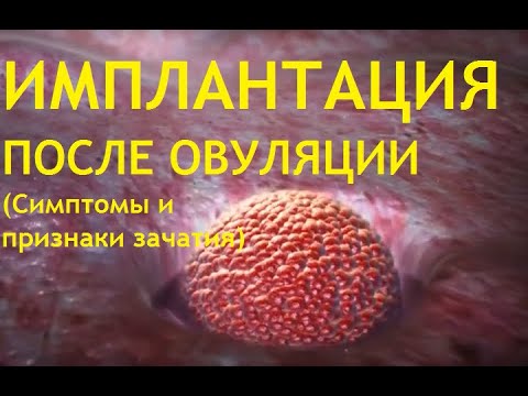 👶Имплантация эмбриона.💕Когда она происходит после овуляции❓ Первые признаки и симптомы беременности!