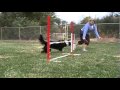 Dog Agility Tip - How to train a dog to wrap a jump. Dog Agility Tip - How to train a dog to wrap a jump.