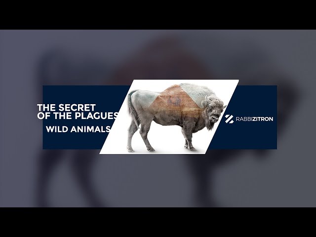 The Secret Of The Plagues: Wild Animals