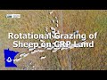 Rotational Grazing of Sheep on CRP Land in SW Minnesota