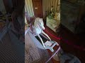 4K, Historical Ormiston House Interior Highlight #shorts #historichouse #australianhistory