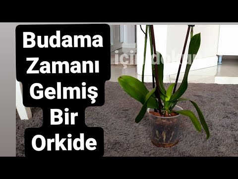 Video: Göldeki Yabancı Otlardan Kurtulmanın 4 Yolu