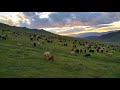 Перегон овец на летнее пастбище 3 день  (21.06.2018)