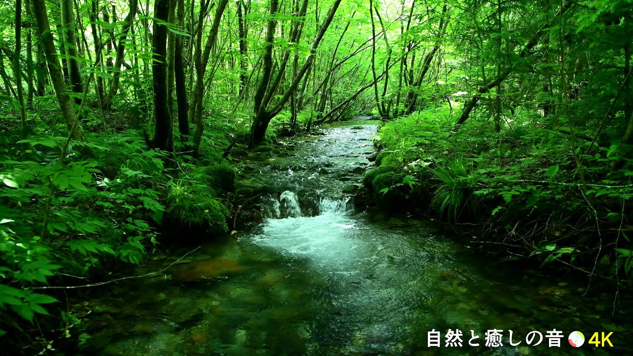 【自然の音】緑の森林と小川のせせらぎ、癒し、睡眠、リラックス、作業用BGM/River Sound/stream/Nature Sounds ...