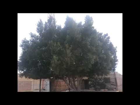 EL ARBOL .......(GRUPO ALTO MANDO) CABORCA SONORA