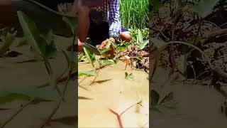 amazing fishing! A lot fish In mud at rice field when little water Catch catfish by hand today 6