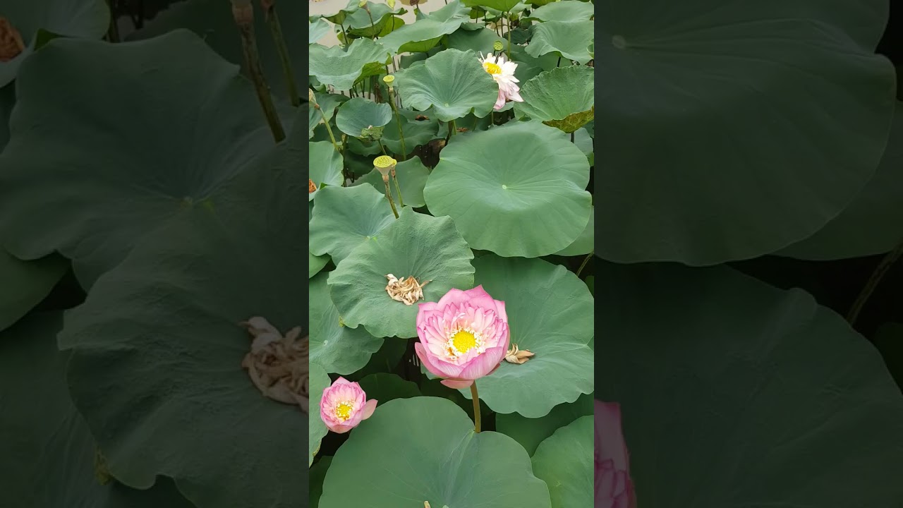 Как красиво цветет лотос в Ниньбине