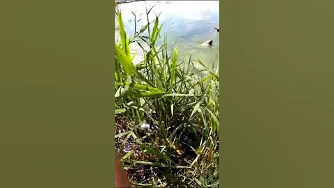 Crucian carp instead of carp - DayDayNews