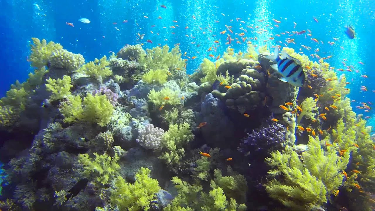 Zabargad Island, Red Sea, Egypt  - Gaoki X-Game