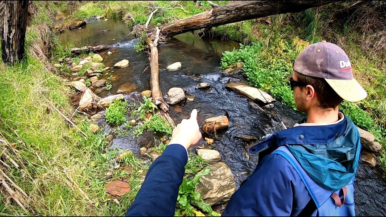 BROWN TROUT Skinny Creek Fishing in the Adelaide Hills YouTube
