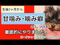 子犬の甘噛み･噛み癖のしつけ/生後2ヶ月から徹底的にしつけました！/ヨークシャーテリア/ヨーキー/子犬/しつけ【フクのキロク】