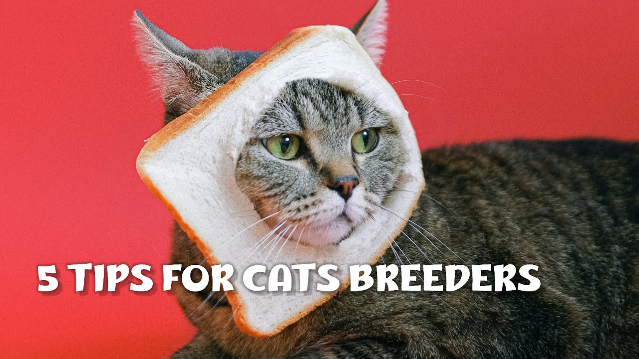 5 Tips for cats breeders YouTube