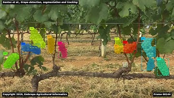 Grape detection, segmentation and tracking