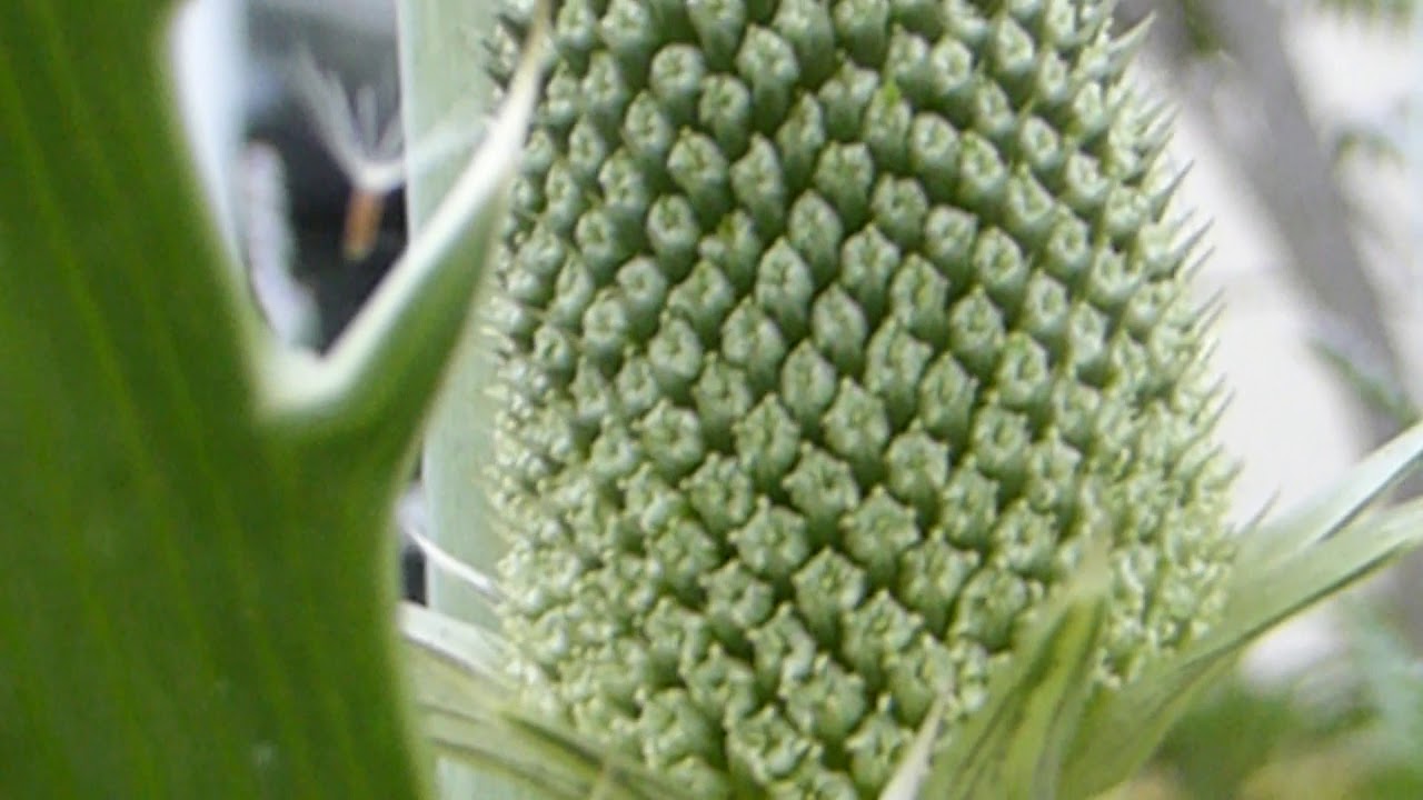 Agave in flowers -  Þyrnililjuætt  - Þykkblöðungar - Eyðimerkurlilja - Stofuplanta